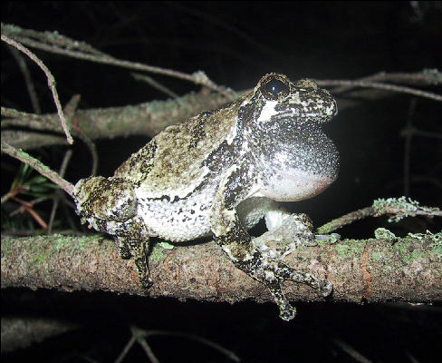 Frog Making Noise